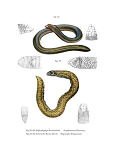 Lagarto de cabeça pequena (cor litho) de German School