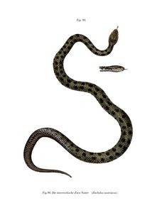 Smooth Snake (cor litho) de German School