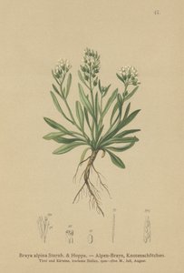 Norte-rockcress liso (Braya alpina, Sisymbrium alpinum) de German School