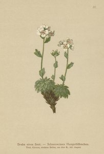 Branca de Neve Whitlow-grama (Draba nivea) de German School