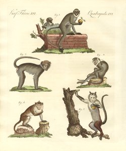 Alguns tipos de macacos de German School