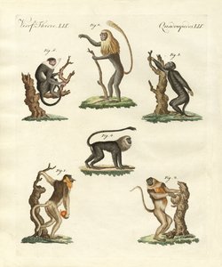 Alguns tipos de macacos de German School
