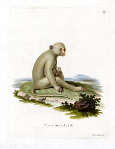 Sooty Mangabey (gravura colorida) de German School