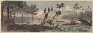 América do Sul: estuário na Guiana (gravura colorida) de German School