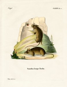 Rato Bétula do Sul (gravação a cores) de German School