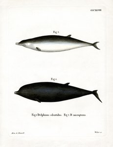 Baleia-de-bico-de-Sowerby (gravura colorida) de German School