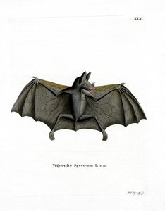 Morcego Espectral (gravura colorida) de German School