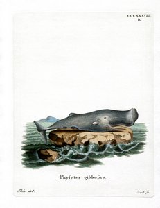 Cachalote (gravura colorida) de German School