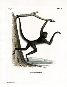 Macaco-aranha (gravação a cores) de German School
