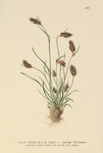 Erva-pau cravada (Luzula spicata) de German School