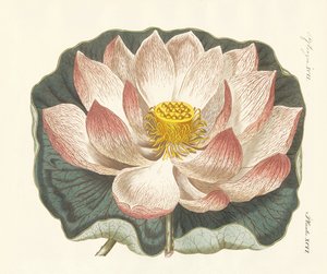 Esplêndidas flores de German School