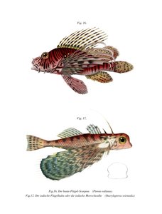 Spotfin Lionfish (cor litho) de German School