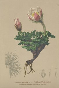 Anêmona da Primavera (Anemone vernalis, Pulsatilla vernalis) de German School