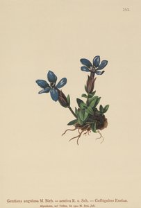 Primavera genciana (Gentiana primavera, Geniiana angular, Geniiana Verão) de German School