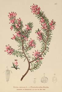 Heath Primavera (Erica carnea) de German School
