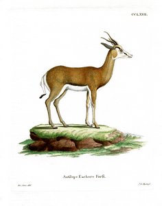 Springbok (gravação a cores) de German School