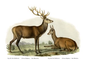 Cervo, 1860 de German School