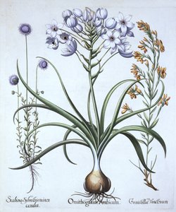 Estrela de Belém, com Blue Flowered Sheeps Bit e Dyers Greenwood, de Hortus Eystettensis, de Basil Besler (1561-1629), pub. 1613 (gravura colorida à mão) de German School