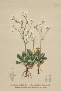 Saxifraga Estrelada (Saxifraga stellaris) de German School