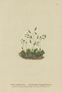 Whitlow-grama estrelado (Draba stellata) de German School