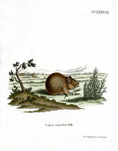Estepe Pika (gravação a cores) de German School