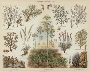 Plantas estepárias (cor litho) de German School