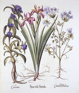 Íris fedorenta, Orlaya e Genciana Crosswort, de Hortus Eystettensis, de Basil Besler (1561-1629), pub. 1613 (gravura colorida à mão) de German School