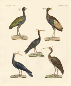 Estranhas aves brasileiras (gravura colorida) de German School