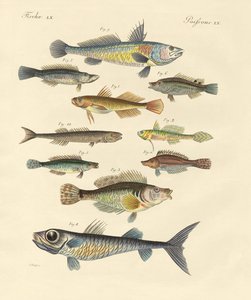 Peixes estranhos e bonitos (gravura colorida) de German School