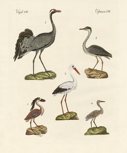 Aves de praia estranhas de German School