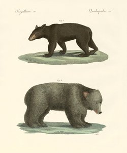 Ursos estranhos (gravura colorida) de German School