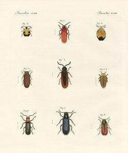 Escaravelhos estranhos (gravura colorida) de German School