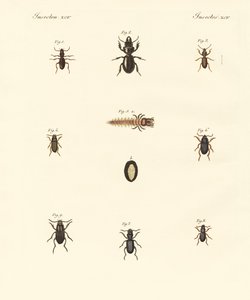 Escaravelhos estranhos (gravura colorida) de German School