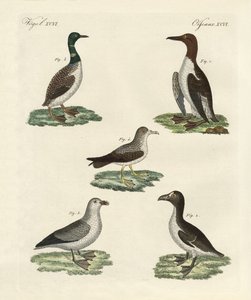 Aves estranhas (gravura colorida) de German School
