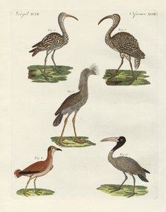 Aves estranhas (gravura colorida) de German School