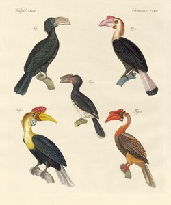 Aves estranhas (gravura colorida) de German School