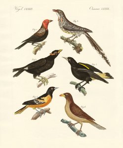 Aves estranhas (gravura colorida) de German School