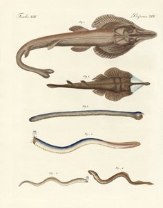 Peixes cartilaginosos estranhos (gravura colorida) de German School