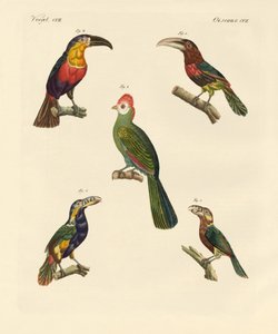 Estranhas aves trepadeiras (gravura colorida) de German School