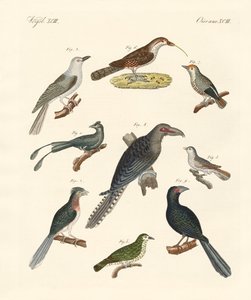 Estranhas aves trepadeiras (gravura colorida) de German School