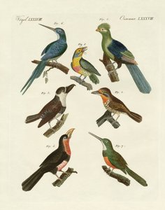 Estranhas aves trepadeiras (gravura colorida) de German School