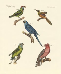 Estranhas aves trepadeiras (gravura colorida) de German School