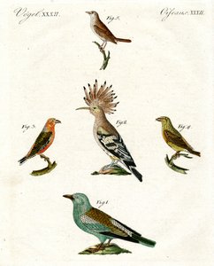 Aves domésticas estranhas de German School