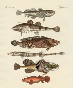 Peixe estranho (gravura colorida) de German School