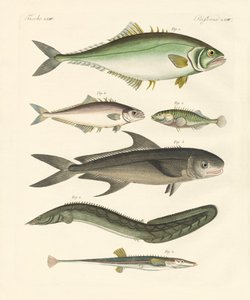 Peixe estranho (gravura colorida) de German School
