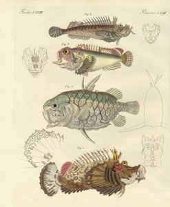 Peixe estranho (gravura colorida) de German School