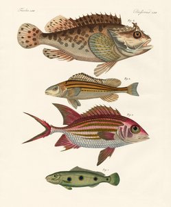 Peixe estranho (gravura colorida) de German School