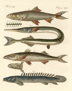 Peixe estranho (gravura colorida) de German School