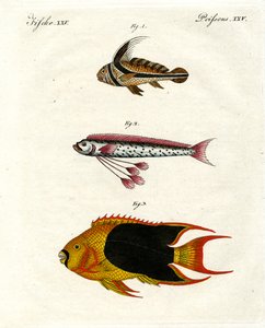 Peixe estranho de German School