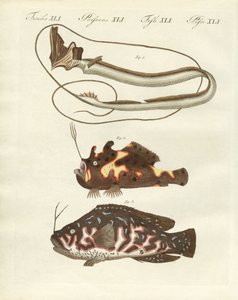 Peixe estranho de German School